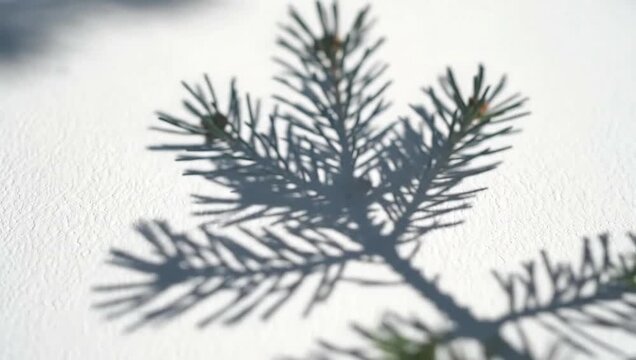 Shadow of a pine tree branch on a white background.
