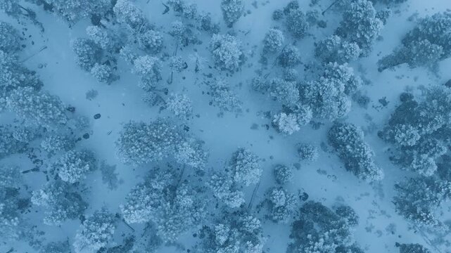 Cinematic drone exploring winter landscapes, topdown winter scene with winding forest pathway, drone footage showcasing meandering icy stream through dense forest during silent winter months