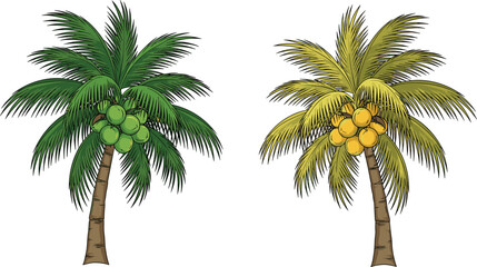 Coconut palm tree vector, tropical plant illustration, ripe and unripe coconuts, summer nature design, CAD drawing, flat style, exotic foliage