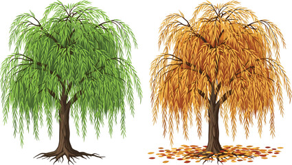 Willow tree seasonal change, spring summer autumn foliage, nature landscape, deciduous tree leaves, environmental concept, botanical illustration, vector art