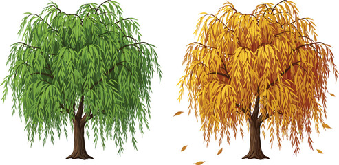 Willow tree seasonal transition, spring summer autumn foliage, nature vector, deciduous tree illustration, botanical landscape, flat style, cad drawing art