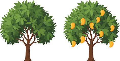 Mango tree fruit comparison, green foliage, ripe mangoes, nature vector, agricultural concept, cad drawing, flat illustration, tropical tree, harvest season