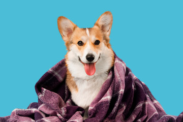 Cute Corgi dog with purple plaid on blue background, closeup