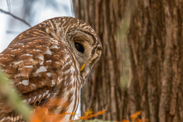 Portrait of a barred owl perched in a tree.