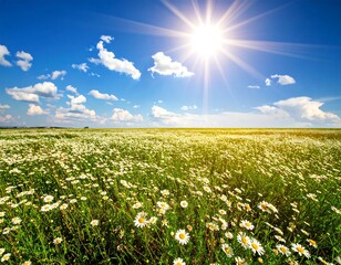 Sunny landscape of daisies under a radiant blue sky
