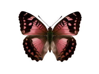 Vibrant pink and black butterfly, with intricate wing patterns, perfectly isolated on a crisp white background for a clean, natural design element