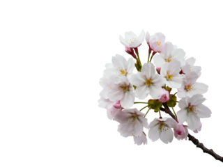 A beautiful cluster of delicate white cherry blossoms on a branch, set against a stark, empty white background, evoking a sense of spring's arrival and natural beauty