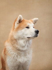 Akita dog sitting on a beige background with its eyes closed. The dog looks serene and peaceful.