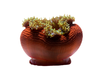 Vibrant tropical orange sea anemone with shimmering green-yellow tentacles, isolated on a pristine white background, showcasing intricate marine beauty and delicate underwater life