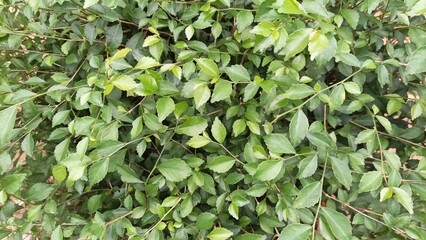 green leaves background