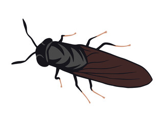 Black Soldier Fly Cartoon Illustration
