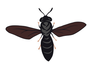 Black Soldier Fly Maggot Bsf Production