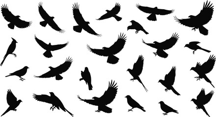 Silhouette vector illustration of various flying and perched birds in different poses, ideal for nature artwork, wildlife concepts, freedom themes, graphic design elements, and creative projects