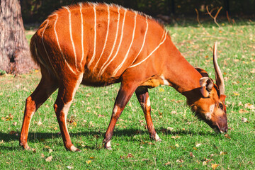 Bongo Antelope with white vertical stripes grazes peacefully on patch of green grass. Forest antelope is captured in profile, with its curved horns and dark legs visible as it bends down to eat