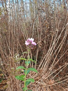 A Pink Flox flower blooming while all the plants around it are dead