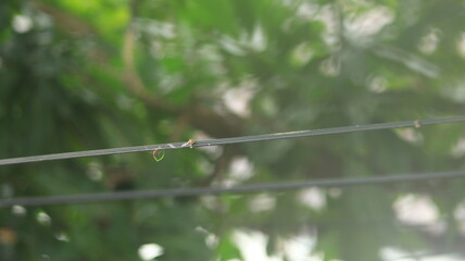The seeds of the mistletoe plant attached to the telephone cable have sprouted