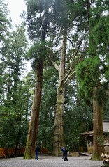 高千穂神社境内の杉