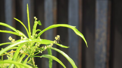 A black wasp landed on a zodia flower