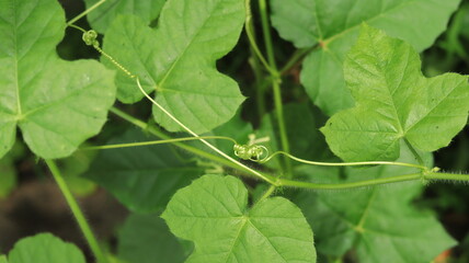 Two green tendrils of climbing plants meet and cling tightly to each other.