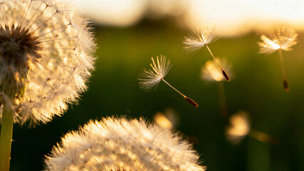 Dandelion seeds dispersing in a field at sunset