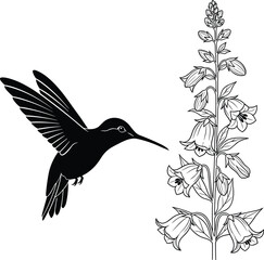Obraz premium “Elegant hummingbird silhouette hovering beside detailed bellflower botanical illustration, minimalist black and white nature vector artwork ideal for floral design,
