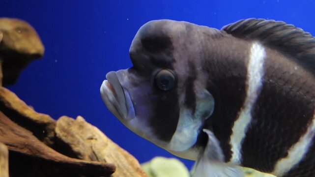 Frontosa cichlid in Sunshine Aquarium, Ikebukuro, Tokyo, Japan.