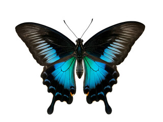 Vibrant Blue and Black Butterfly with Intricate Wing Patterns Isolated on a White Background