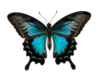 Vibrant Butterfly with Black Wings and Blue Accents on Clear Background