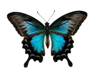 Vibrant Butterfly with Black Wings and Blue Accents on Clear Background