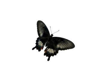 An elegant black swallowtail butterfly spreading its wings to reveal detailed patterns and colorful spots, isolated on a clean white background