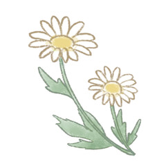 Soft Colored-Pencil Illustration of Gentle-Hued Marguerite Flowers  ふんわり色鉛筆風タッチでやさしい色合いの、マーガレットのお花のイラスト