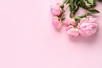 Bouquet of beautiful peony flowers on pink background