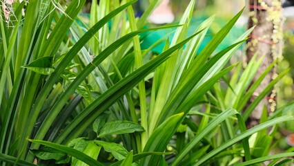 Green pandan leaves in garden.