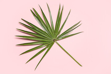 Tropical palm leaf on pink background