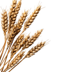 Golden wheat bundle. Seeds hang from the dry stems