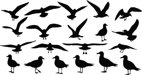 WebSilhouette collection of seagulls flying and standing, detailed coastal bird vector illustration, perfect for nature designs, wildlife graphics, ocean themes, and creative artwork
