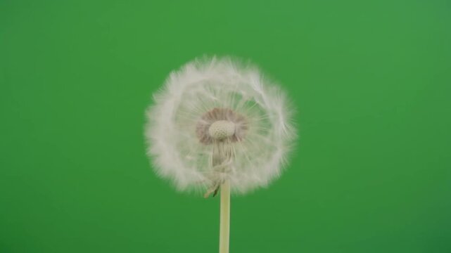 A delicate white dandelion seed head, also known as a puffball, is centered against a solid green background.