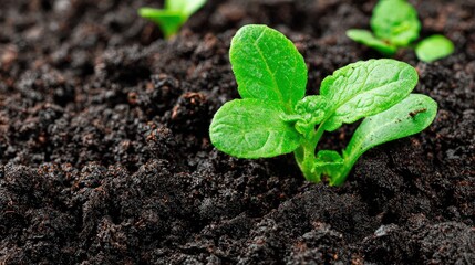 Bright green seedling emerges robustly from rich, dark soil in a  shot