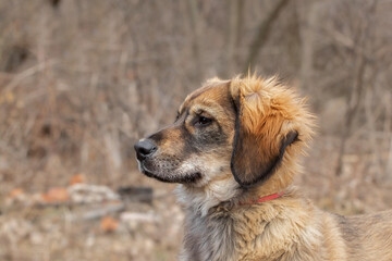 Portrait of a brown dog with a long fluffy coat outdoors.