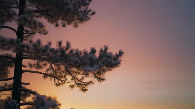 A serene view of a frosted pine tree silhouetted against a colorful, dusky sky.