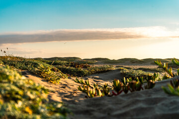 Sunlit Coastal Vegetation on Sandy Dunes Vibrant coastal plants illuminated by warm evening light, capturing a tranquil seaside atmosphere for travel and lifestyle uses.