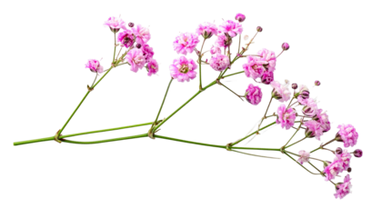 Twig of Pink Gypsophila Flowers Flat Lay with Clipping Path, Isolated on Transparent Background