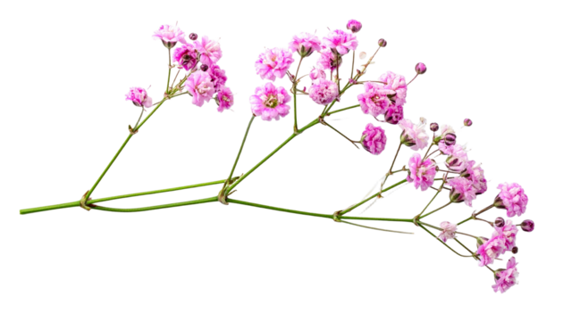 Twig of Pink Gypsophila Flowers Flat Lay with Clipping Path, Isolated on Transparent Background