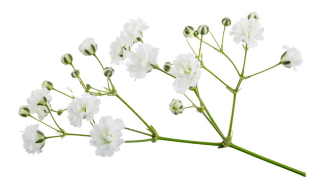 Twig of White Gypsophila Flowers Flat Lay, Isolated on Transparent Background
