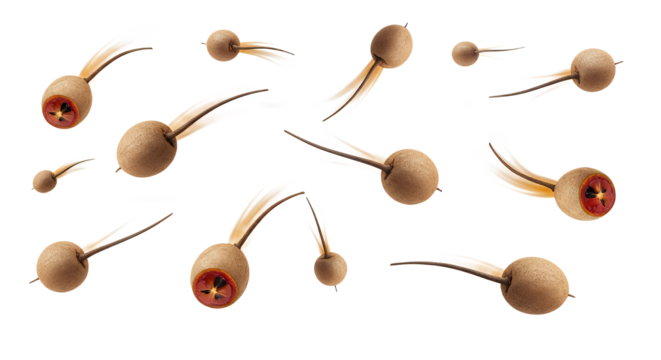 Floating Ball Decorations with Feathers on White Background