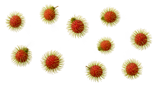 A detailed flat lay of spiky tropical rambutan fruit creating a vibrant pattern on an isolated white background