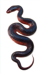 Fototapeta premium Hyper realistic portrait of snake with iridescent scales on white background, showcasing its full body in coiled position. vibrant colors and intricate details create striking visual