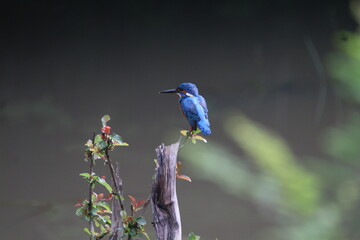 Common King Fisher, Sri Lanka 