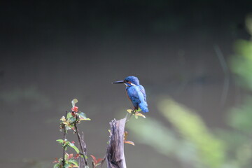 Common King Fisher, Sri Lanka 