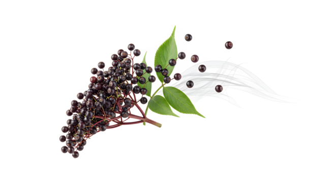 Freshly Harvested Elderberry Cluster with Lush Green Leaves and Dynamically Dispersed Berries, Symbolizing Natural Wellness, Potency, and Antioxidant-Rich Goodness on a Pure White Background